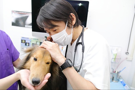 動物の予防接種とは